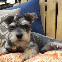 BUBBY Stud Dog Service