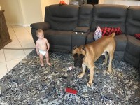 Bozz Corso - Cane Corso Stud