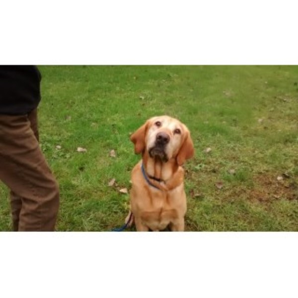 greater wisconsin golden retriever rescue steppinstone and labradors labrador retriever stud in portage wisconsin greater wisconsin golden retriever rescue steppinstone and labradors labrador retriever stud in portage wisconsin