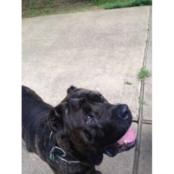 Julius Muse, Cane Corso Stud in Cordova, Tennessee