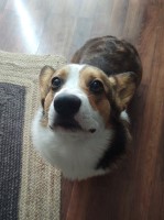 Michael White - Pembroke Welsh Corgi Stud