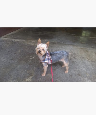 Yorkshire Terrier Stud 26792