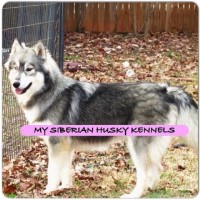 My Siberian Husky Kennels.. Siberian Husky breeder