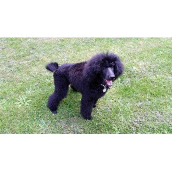 Poodle Standard Breeder 22556