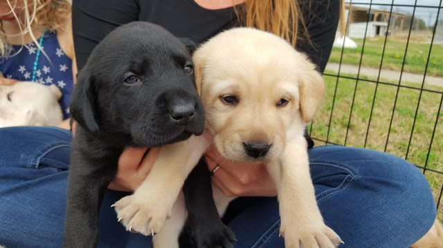 Labrador Retriever Breeder 27360