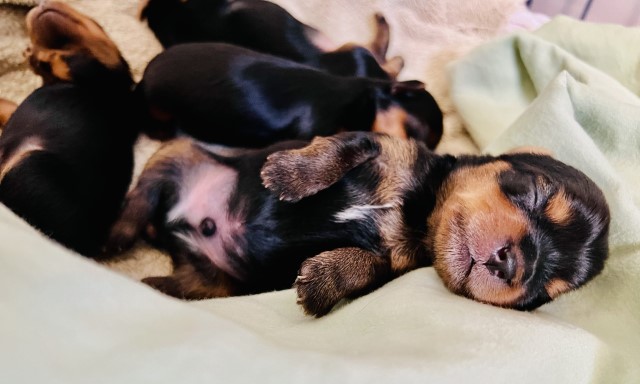 Central Valley Yorkies