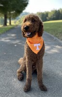 Katheryn Hinton - Goldendoodle Stud