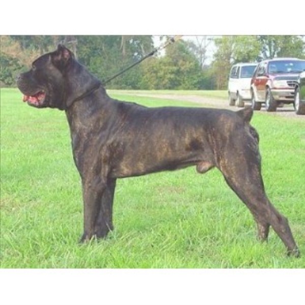 FAT'S ITALIAN CANE CORSO, Cane Corso Stud in Los Angeles, California