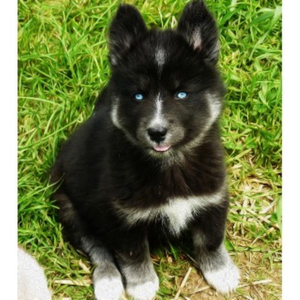 Happy K9 Kennel, Siberian Husky Breeder in Junction City, Ohio