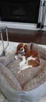 Rachel - Cavalier King Charles Spaniel Stud