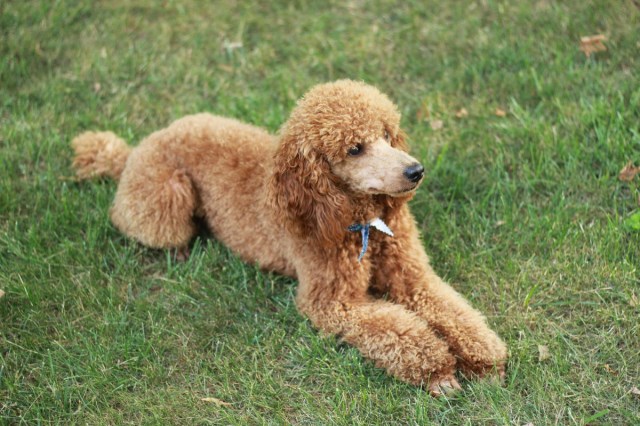 Poodle Miniature Stud 25854