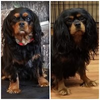Kacey's Cavaliers Cavalier King Charles Spaniel breeder