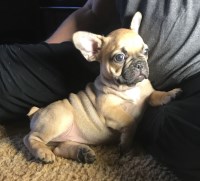 Pl Baine - French Bulldog Breeder French Bulldog breeder