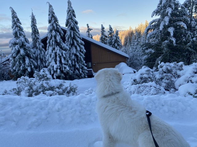 Great Pyrenees Stud 29625