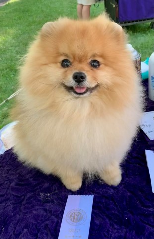 Pomeranian Stud 29913