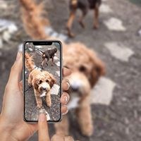 Midwest Velvet Australian Labradoodle Stud Service Labradoodle breeder