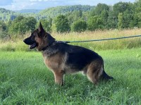 Matthew - German Shepherd Dog Stud