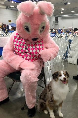 Crimson Miniature American Shepherds