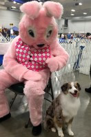 Crimson Miniature American Shepherds Miniature Australian Shepherd breeder