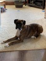 Amanda Ruff - Boxer Stud