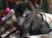 Firefly Pomeranians Pomeranian breeder