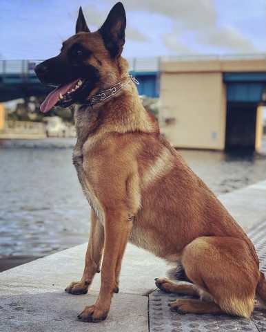 Malinois Stud 29103