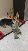Tiffany - Pembroke Welsh Corgi Stud
