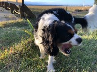 Andrew Narten - Cavalier King Charles Spaniel Stud