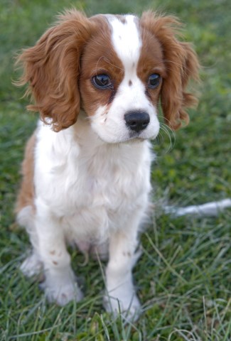 Cavalier King Charles Spaniel Stud 31849