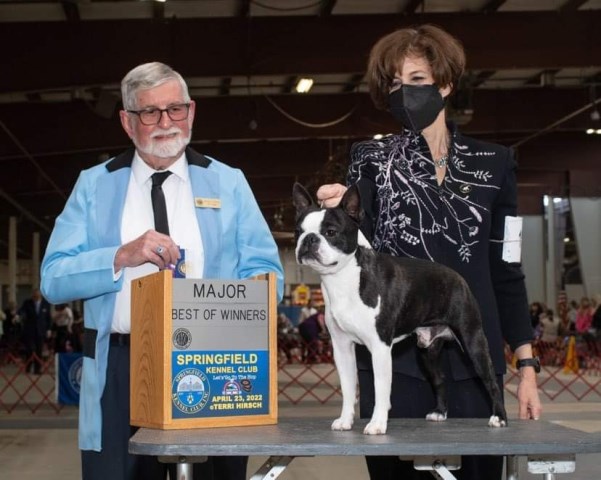 Boston Terrier Breeder 31820
