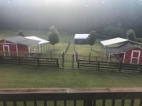 Burnette's Exclusive Pomeranians Pomeranian breeder