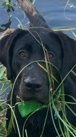 Brenda Schuman - Labrador Retriever Stud