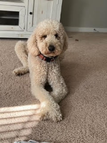 Goldendoodle Stud 30230