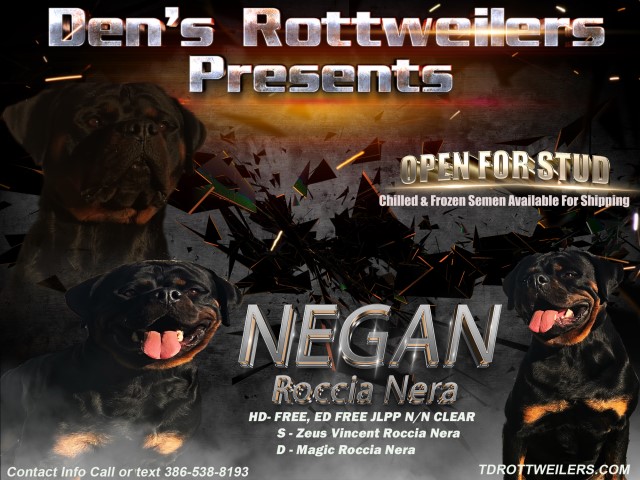 Dens Rottweilers