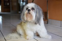 Annabelle - Shih Tzu Stud