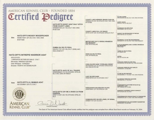 Labrador Retriever Stud 31921