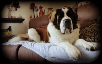 Saint Bernard thumbnail