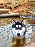 Megha Sharma - Siberian Husky Stud