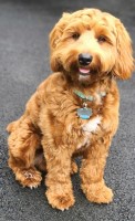 Rose Conde - Goldendoodle Stud