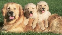 Judith W. McDonald - Golden Retriever Breeder Golden Retriever breeder