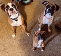 Destinee Scaggs - Boxer Stud