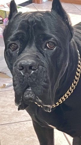 Cane Corso Stud 30844