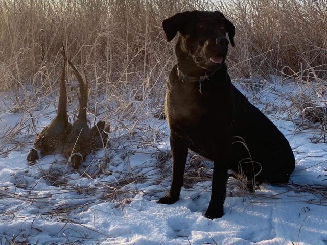 RRR Labrador Retrievers