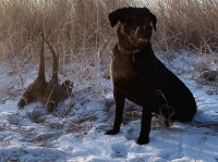 RRR Labrador Retrievers Labrador Retriever breeder
