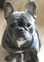 Linda - French Bulldog Stud