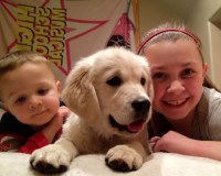 Cindy R. Stivers - Golden Retriever Breeder Golden Retriever breeder