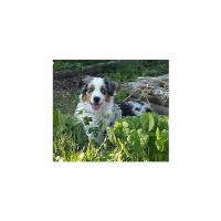 Rocky Top Hearts Australian Shepherd Dog breeder