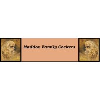 Maddox Family Cockers American Cocker Spaniel breeder