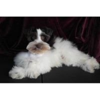 AKC Schnauzers Miniature Schnauzer breeder