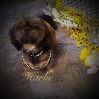 Fancy's Shih Tzu's Shih Tzu breeder